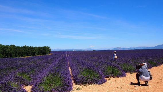 Lavender Fields Tour in Valensole from Marseille