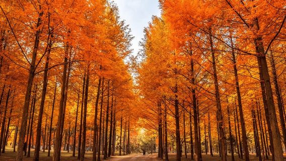 ソウル発 雪岳山と南怡島または新興寺