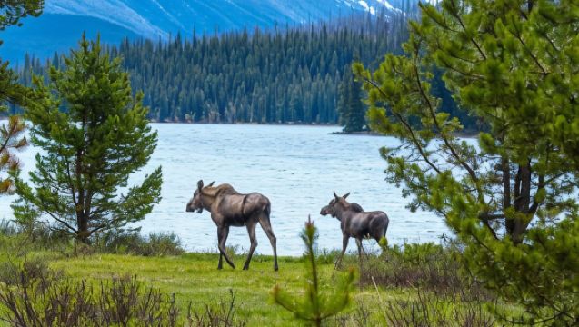 Maligne Valley wildlife and waterfalls tour with lakeside hike