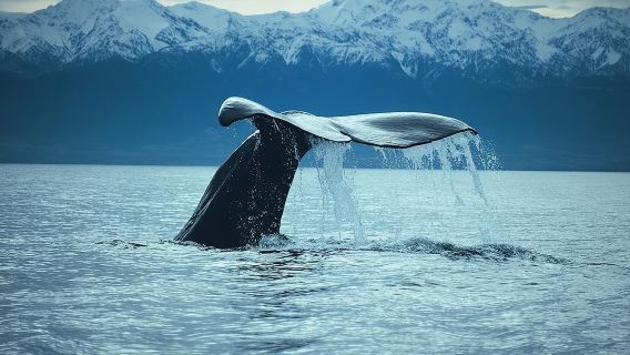 Kaikoura Whale Watch Day Tour from Christchurch