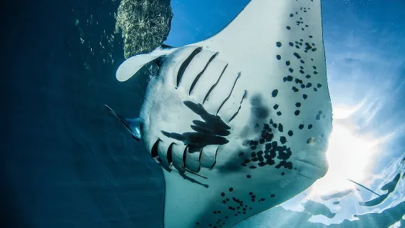 Open Water Course in Nusa Lembongan - Get Certified on remote island (next Bali)