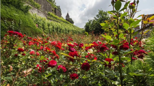 Perkhidmatan sewaan peribadi berbahasa Cina untuk lawatan sehari di bandar lama Zurich, Rapperswil, Switzerland dengan pengangkutan dari hotel Zurich