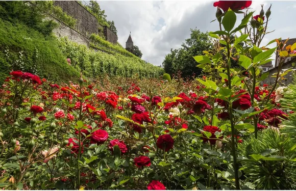瑞士拉珀斯維爾蘇黎世老城一日遊中文包車服務蘇黎世酒店接送