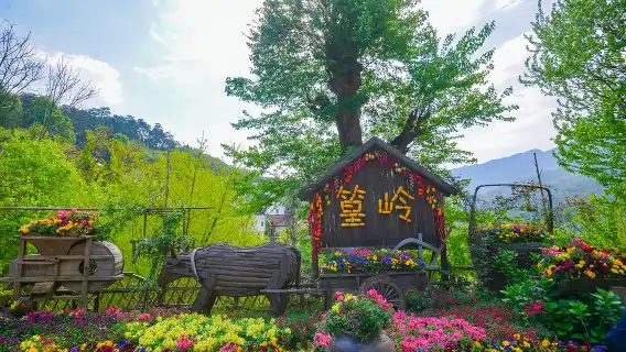婺源篁嶺一日遊賞梯田花海含索道純玩團小團可選黃山出發