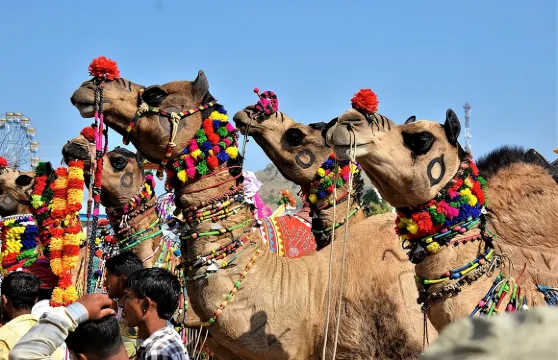 齋浦爾至普什卡私人一日遊