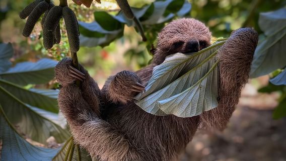 West Bay Beach Break / Monkey and Sloth Sanctuary