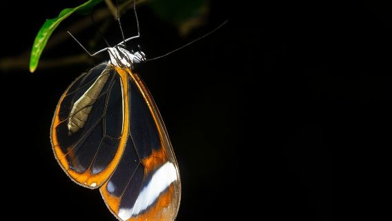 Monteverde Coffee, Chocolate and Night Tour