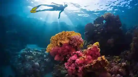 沖繩 慶良間出海半日／一日遊【尋找海龜丨自由浮潛丨中文導遊】