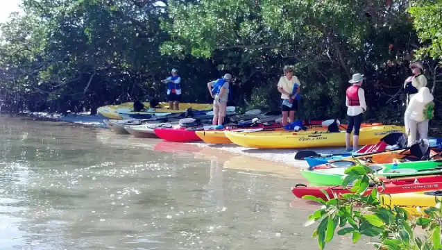Sarasota Guided Mangrove Tunnel Kayak Tour