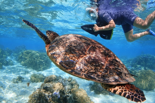 「莫雷阿島珊瑚礁探險」水上電動滑板浮潛體驗
