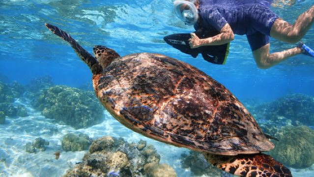 Sea Scooter Jet snorkeling "Moorea Reef Adventure"