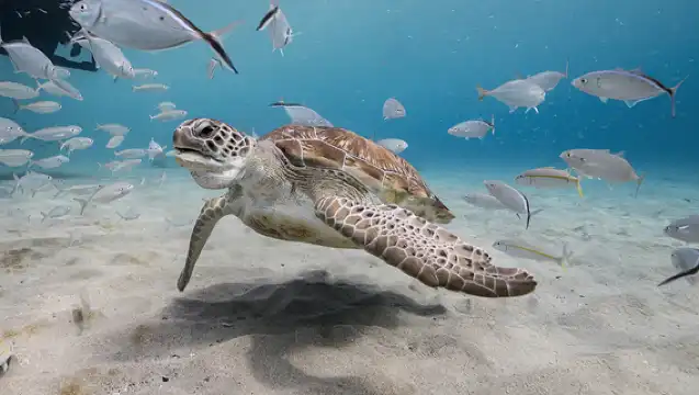 泰國沙美島一日遊出海浮潛跳島遊/海釣/拖曳傘/芭提雅來回接送