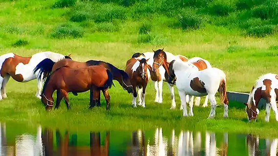 Kumamoto Castle & Aso Crater Exploration, Kusasenri Horseback Riding, Depart from Fukuoka/Kumamoto