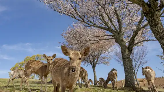 Nara Park + Arashiyama + Kinkaku-ji + Fushimi Inari Taisha one-day tour [includes meal]