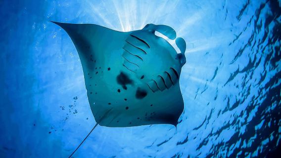 Dari Bali: Berenang bersama Ikan Pari Manta di Nusa Penida