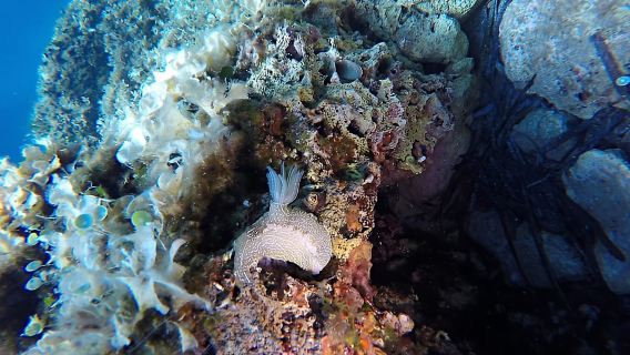 Dubrovnik: 1-tägiger Schnuppertauchkurs