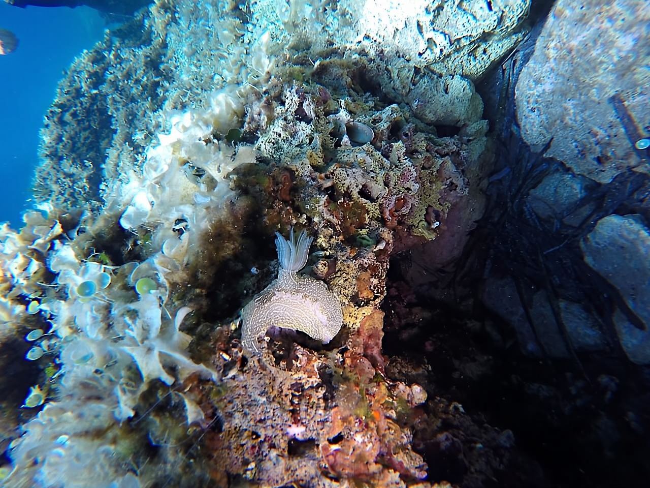 Dubrovnik: Khóa học lặn biển khám phá 1 ngày