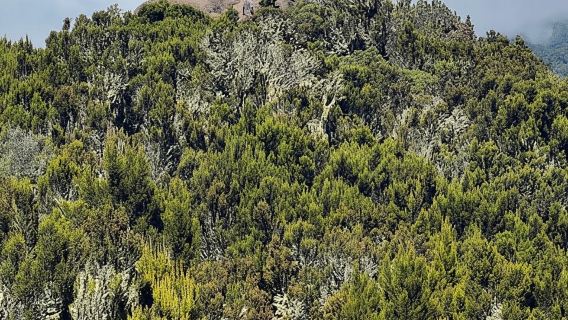 Laluan Machame: Pendakian Kilimanjaro (7-Hari)