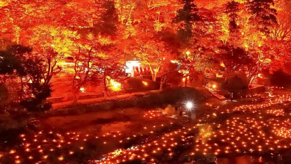 From Nagoya: Obara Shiki-Zakura and Korankei Autumn Trip