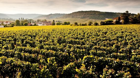 Private excursion to Côte de Beaune and Côte de Nuits (full day)