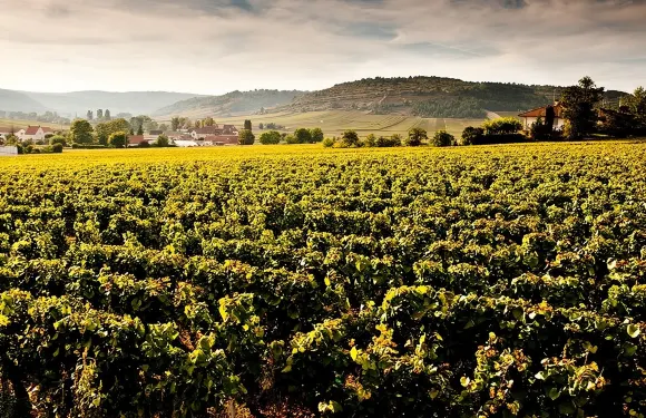 博納丘和夜丘私人遊覽（全天）