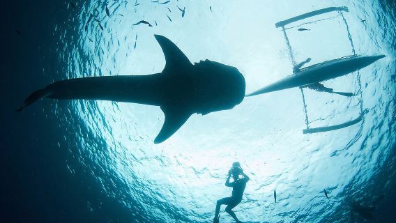 Cebu Oslob Whale Shark + Moalboal Sardine Run VIP Day Tour (Including Hotel Transfer)