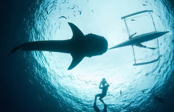 宿霧奧斯洛布鯨鯊+墨寶沙丁魚風暴一日遊（含酒店接送）
