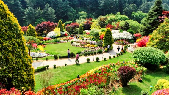 Little Italy + Nami Island + Petite France + Morning Calm Arboretum