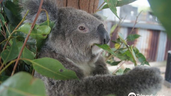 獵人谷熱氣球體驗+獵人谷花園+獵人谷野生動物園一日遊