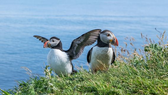 Moray Coast, Wildlife & Speyside Whisky Explorer from Inverness