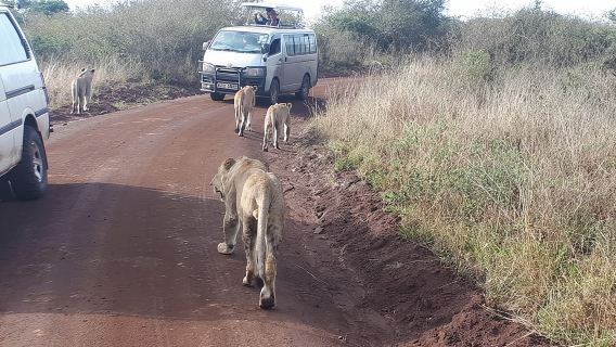 1 Day Tour Nairobi National Park,Giraffe Center&Karen Blixen