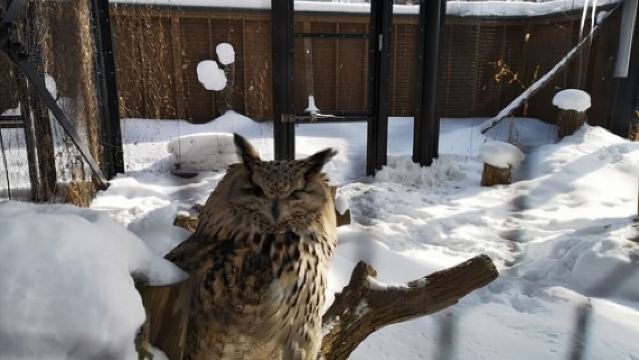 日本北海道旭川+旭川市旭山動物園+青池一日遊/行程可調-可定制多日