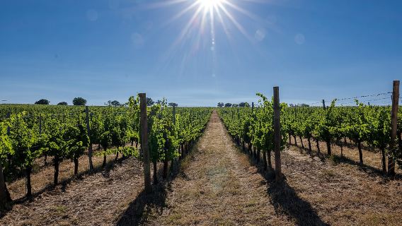 Bere e Mangiare: Visita alla Cantina e alla Vigna con Degustazione Privata