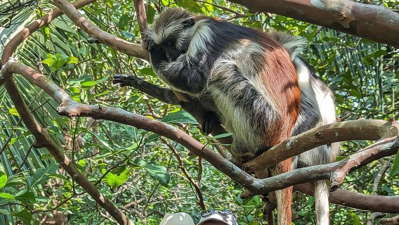 ZANZIBAR: Hutan Jozani, Gua Salaam, The Rock & Blue Lagoon