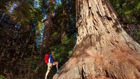 San José: Viaje al Parque Nacional de Yosemite y a las secuoyas gigantes