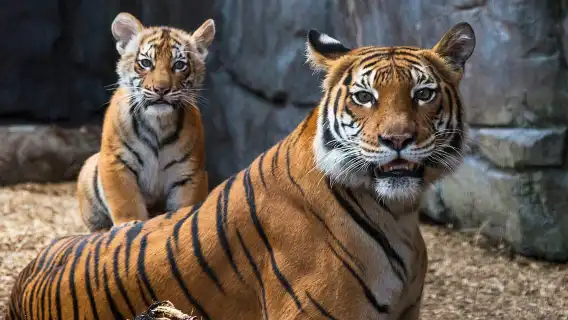 Tampa Bay CityPASS: Save up to 55% at 5 Top Attractions