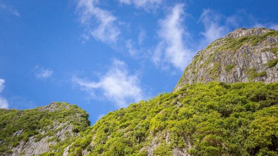 From Phi Phi: Half-Day Longtail Boat Tour to Maya Bay