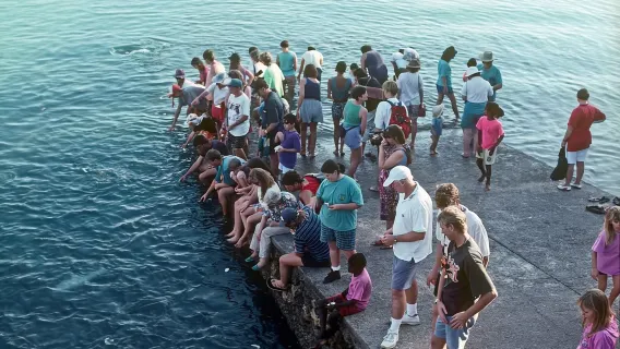 Darwin: Aquascene Fish Feeding Experience