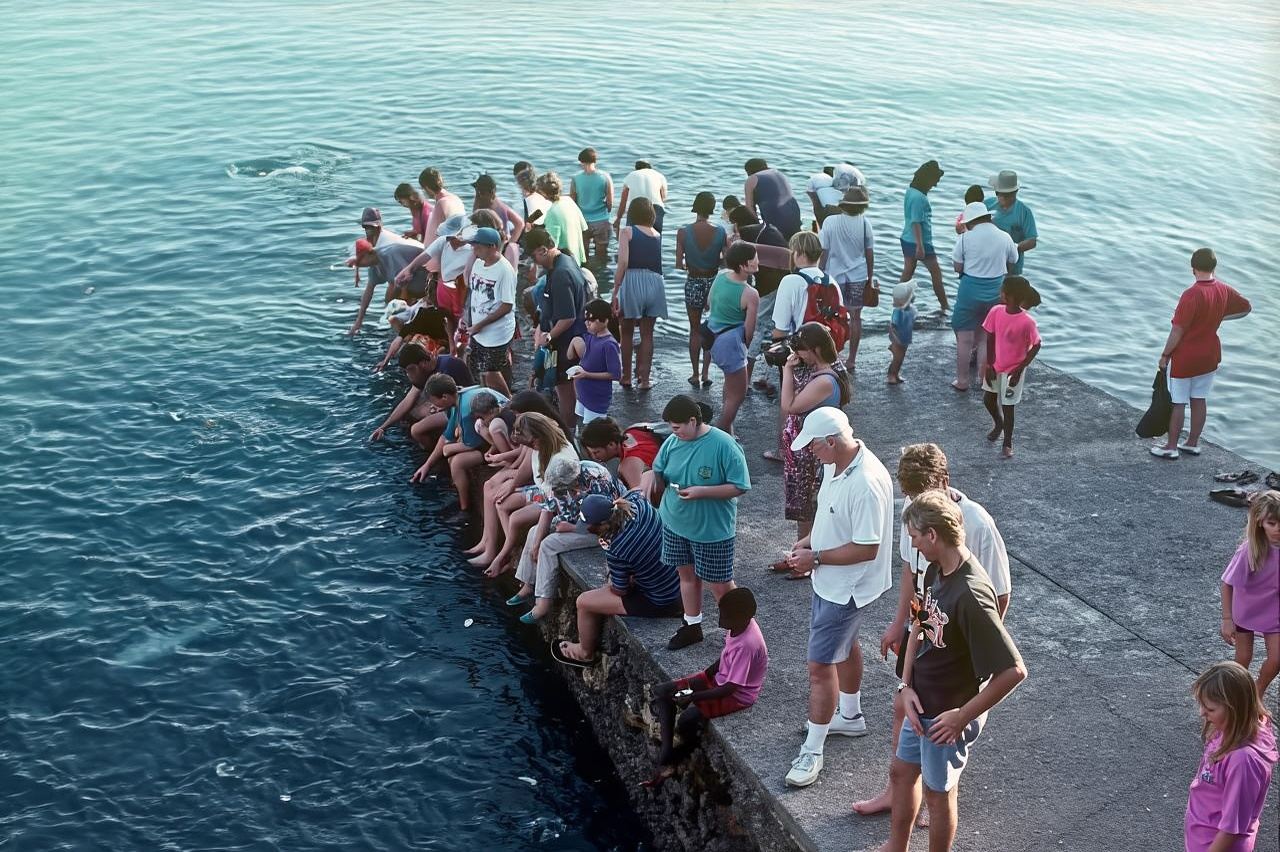 Darwin: Aquascene Fish Feeding Experience