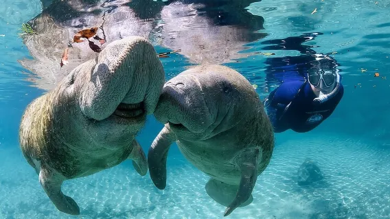 Tour di Nuoto con i Lamantini