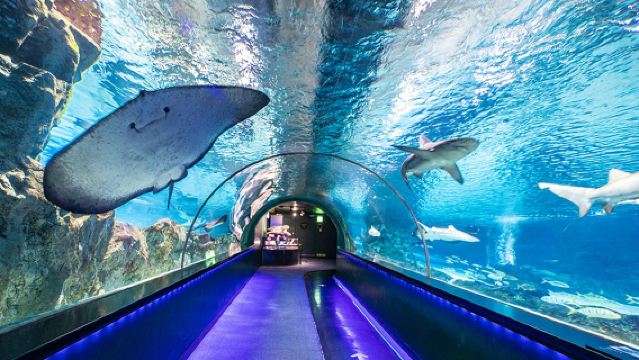 Acquario Sea Life COEX a Seul [include biglietto d'ingresso & visita guidata ecologica]