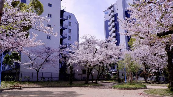 Osaka: Daytime Hanami (Cherry Blossom) and Food Tour