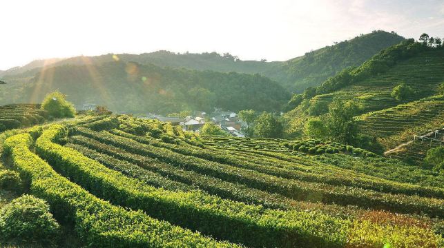 中國杭州：九溪煙樹+龍井村+梅家塢 龍井茶園徒步之旅