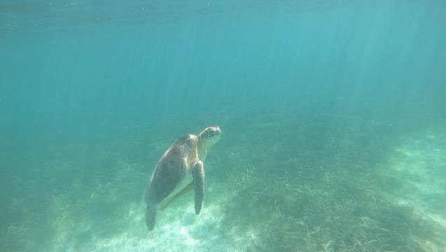 Private Marine Biologist–Led Turtle Snorkel Ethical & Educational