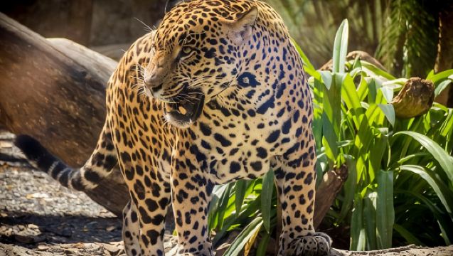 บัตรเข้าชมสวนสนุกเชิงนิเวศ Diamante แบบรายวัน พร้อมอาหารกลางวัน