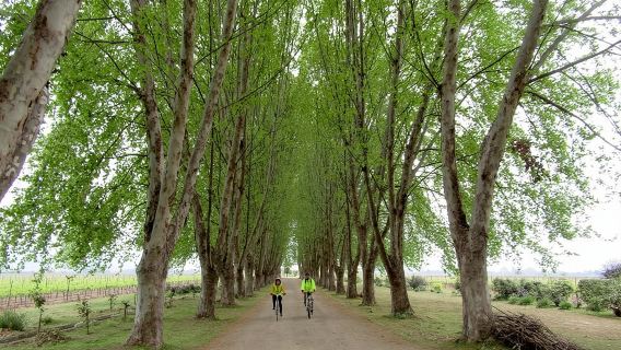 Full-Day Private Maipo Valley Bike Tour and Wine Tasting from Santiago