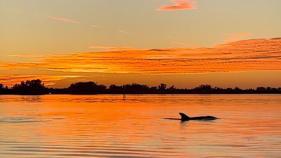 Sunset Kayaking with Dolphins