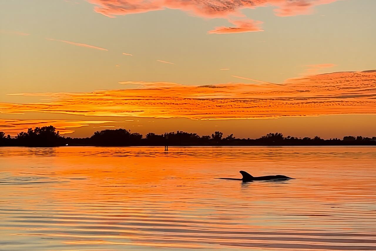 Sunset Kayaking with Dolphins