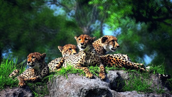 Masai Mara 3-day safari at Mara Engai Wilderness Lodge