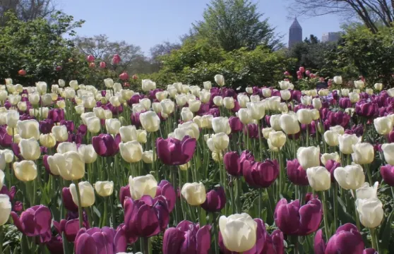 美國亞特蘭大&喬治亞理工-可訂製【中文專車-舒適純淨】